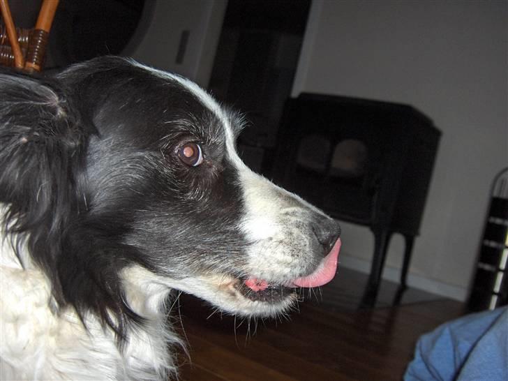 Border collie Eira (aflivet):O( - haha billede 6
