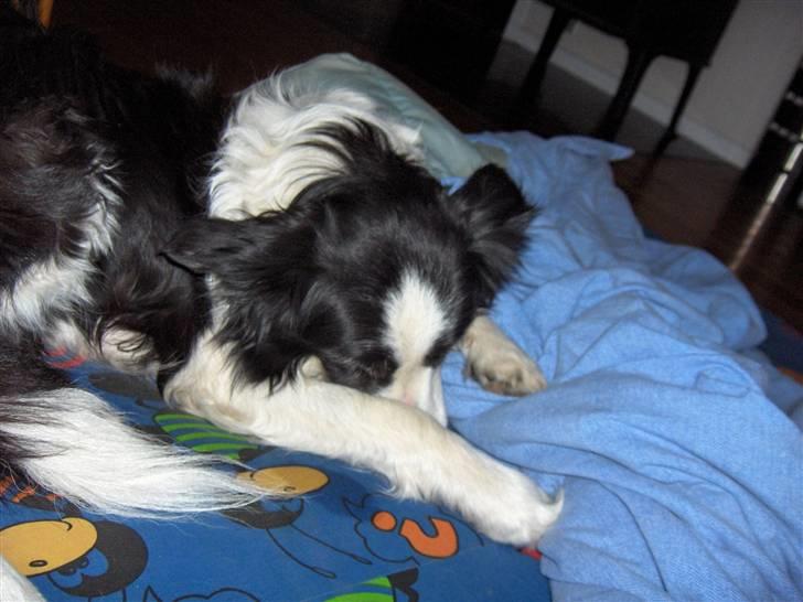 Border collie Eira (aflivet):O( - eira billeder i dynen billede 7