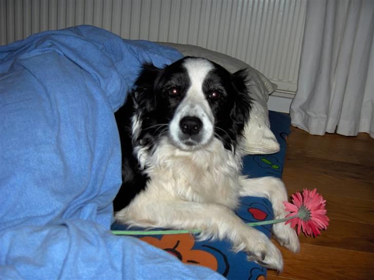Border collie Eira (aflivet):O( - eira med en blomst billede 8