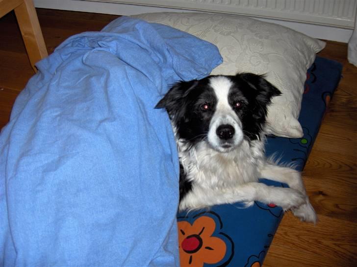Border collie Eira (aflivet):O( billede 9