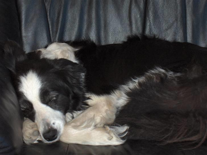 Border collie Eira (aflivet):O( - eira sover;O) billede 10