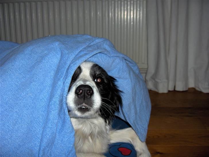 Border collie Eira (aflivet):O( - eira gemmer sig;O) billede 12