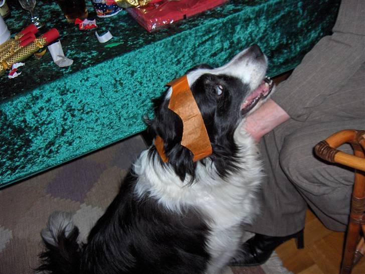 Border collie Eira (aflivet):O( - næ hvor er jeg fin;O) billede 14