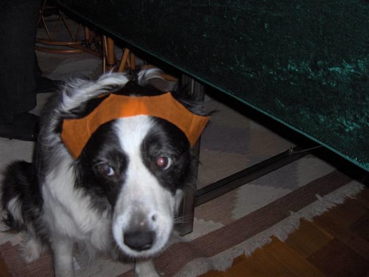 Border collie Eira (aflivet):O( - eller måske er det lidt pinligtXD billede 15