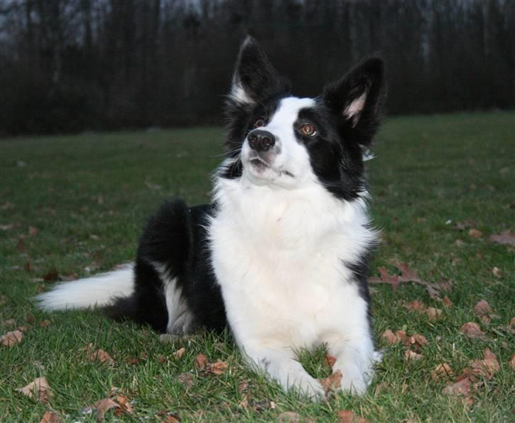 Border collie Mulan - Taget af Christine billede 18