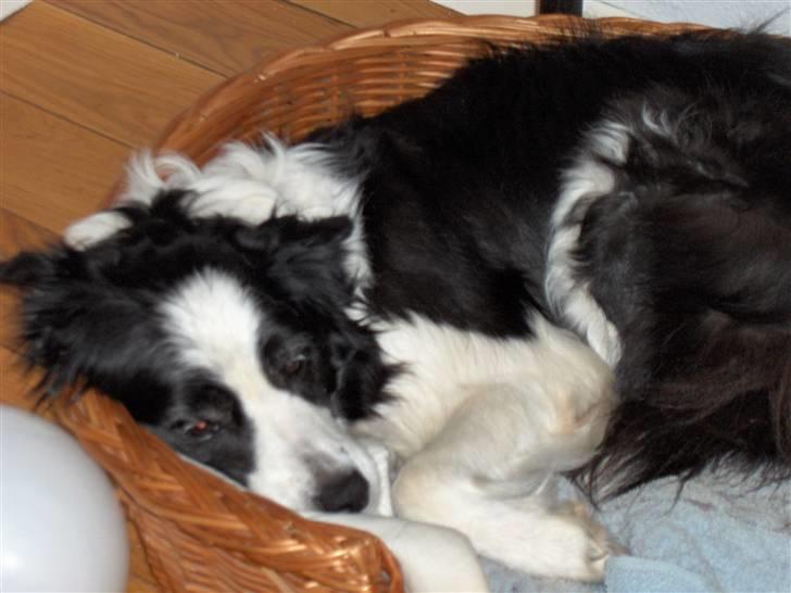Border collie Eira (aflivet):O( - sover igen billede 16