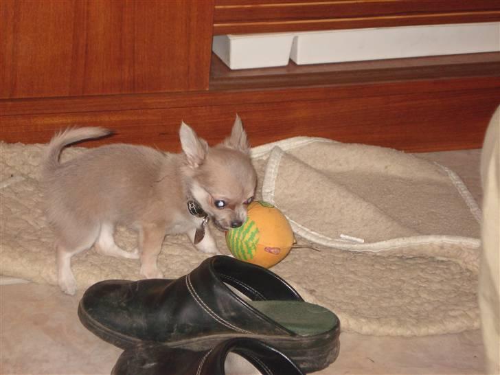 Chihuahua tulle - hvem ejer den sko? billede 13