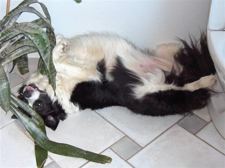 Border collie Eira (aflivet):O( - fjolle billede 17