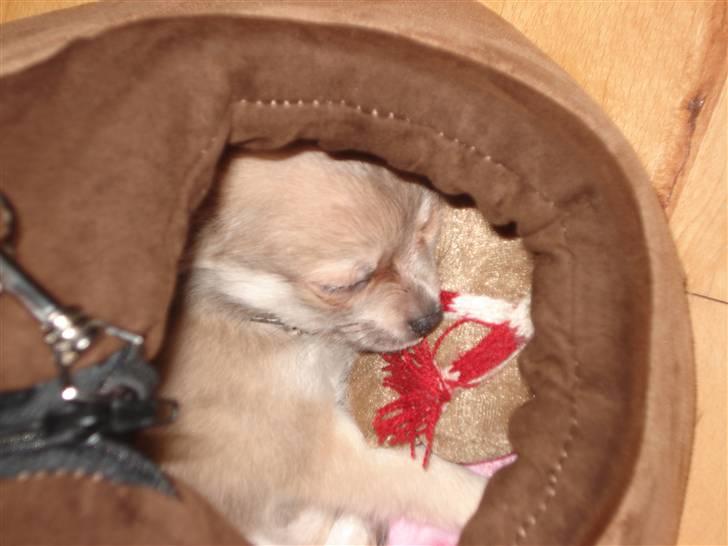 Chihuahua tulle - elsker bare min nye taske billede 14