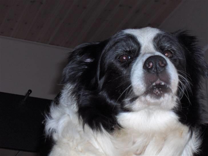 Border collie Eira (aflivet):O( - hihi billede 18