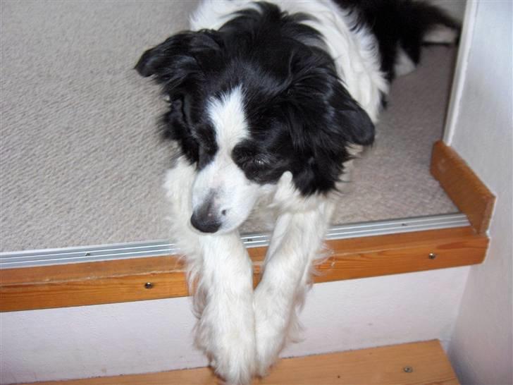 Border collie Eira (aflivet):O( - eira kigger ned;O) billede 19