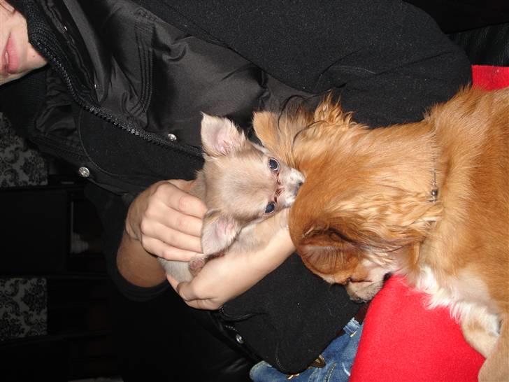 Chihuahua tulle - hej hej billede 15