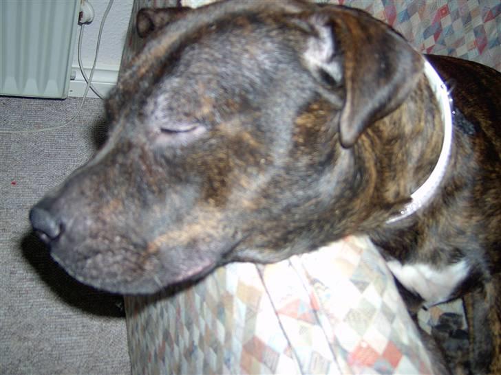 Blanding af racer Nynne R.I.P. billede 13