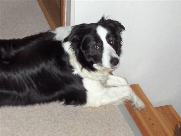 Border collie Eira (aflivet):O( - eira kigger på fotografen;O) billede 20