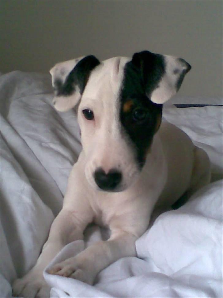 Jack russell terrier Felix - Fyren der er tale om :b billede 1