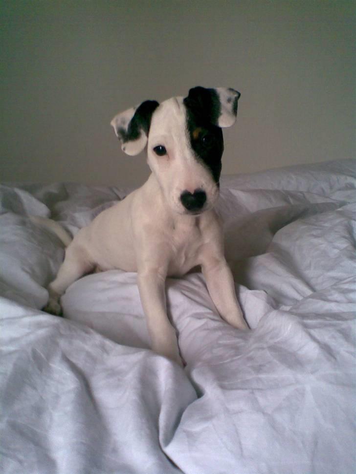 Jack russell terrier Felix billede 3