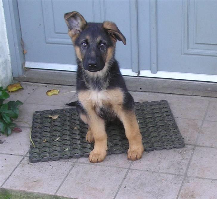 Schæferhund SENTA - Ja jeg er lidt skæv. PS: men prøv i at vente til min eger har taget et foto. billede 1