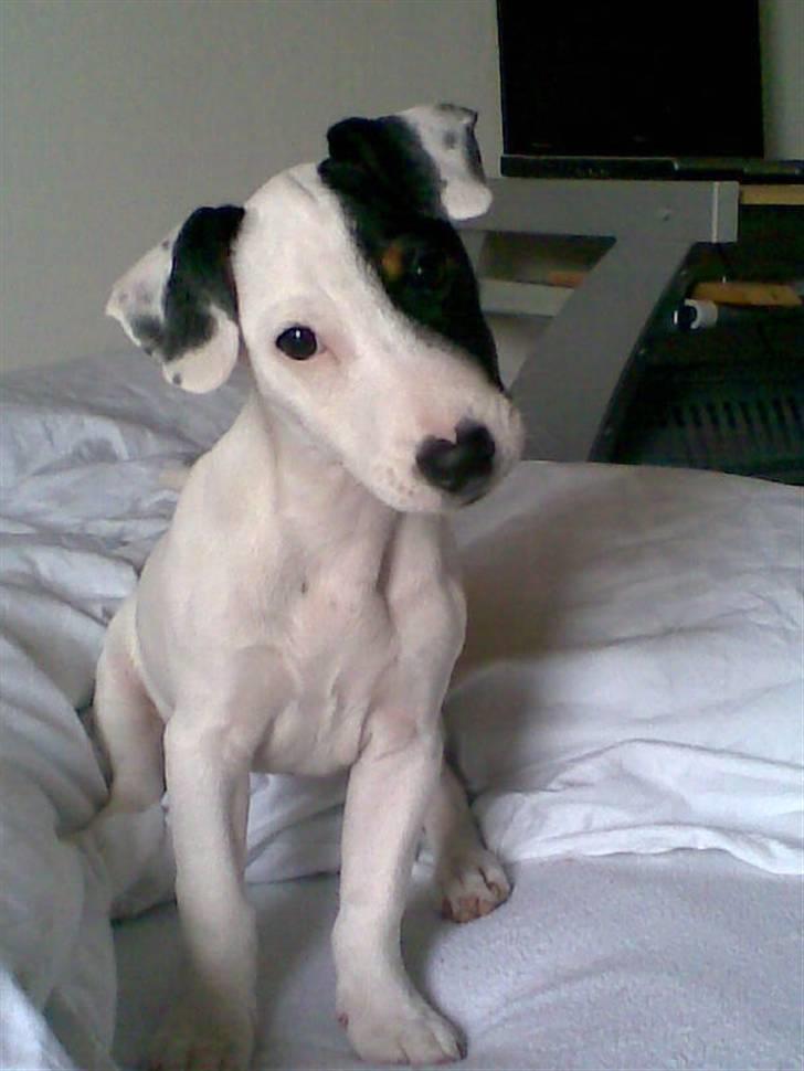Jack russell terrier Felix - Charmetrolden<33 billede 4