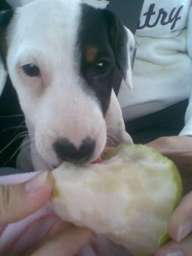 Jack russell terrier Felix - En pære smager nu godt:b billede 5