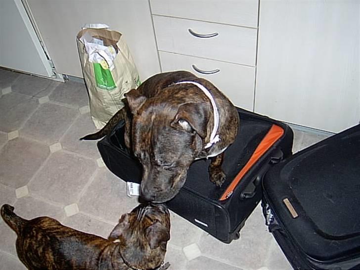 Blanding af racer Nynne R.I.P. - Nynne der er klar til at rejse til Tyrkiet billede 14