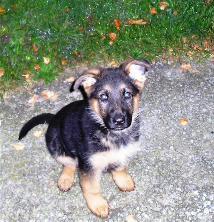 Schæferhund SENTA billede 2