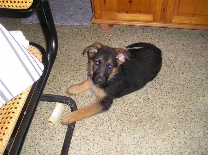 Schæferhund SENTA billede 3