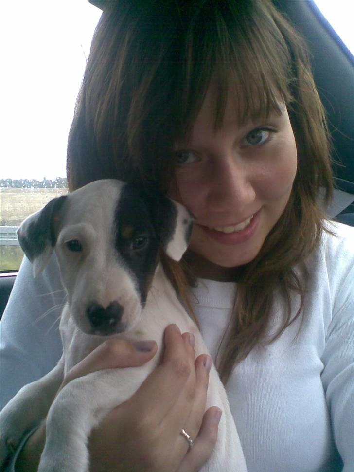 Jack russell terrier Felix - Julie og Felix  billede 6