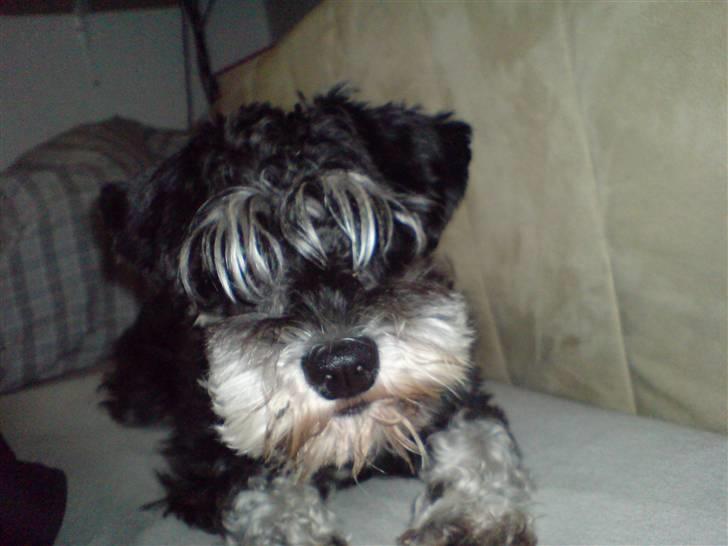 Dvaergschnauzer TESSA<3 billede 1