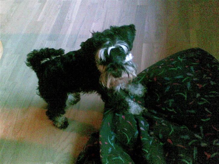 Dvaergschnauzer TESSA<3 billede 2