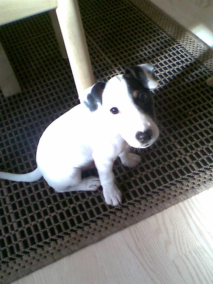 Jack russell terrier Felix billede 7