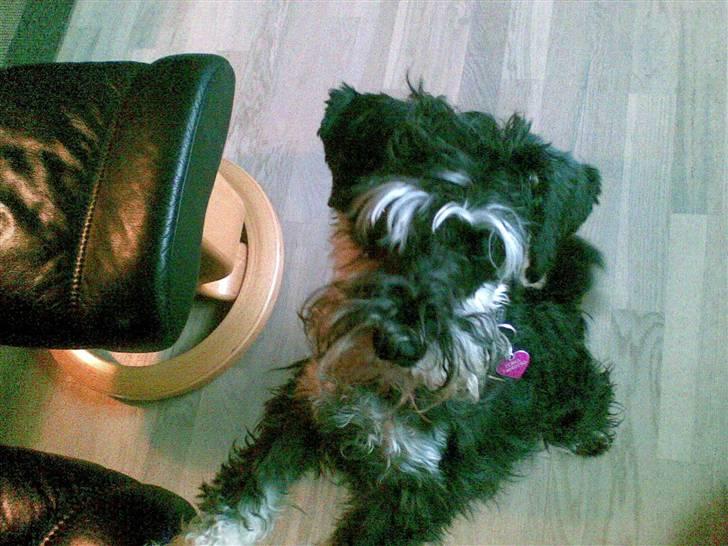 Dvaergschnauzer TESSA<3 billede 3