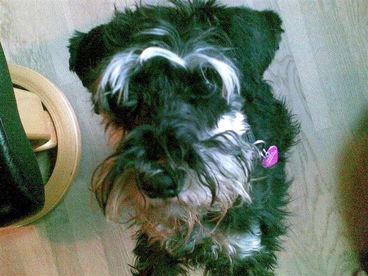 Dvaergschnauzer TESSA<3 billede 4