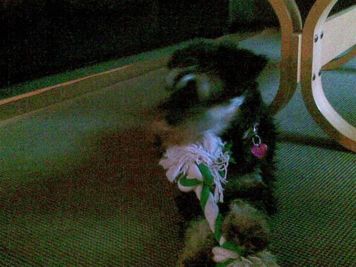 Dvaergschnauzer TESSA<3 billede 5