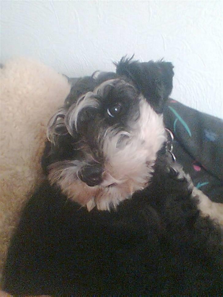 Dvaergschnauzer TESSA<3 billede 6