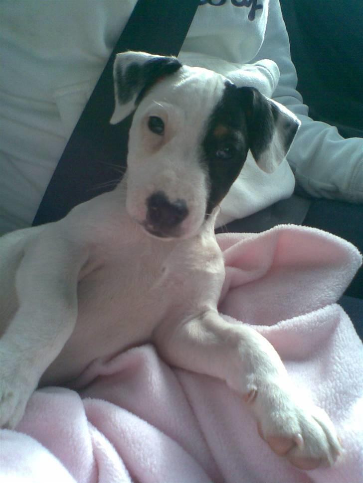 Jack russell terrier Felix - På vej hjem for føste gang<3 - Vi havde lige købt ham.. billede 8
