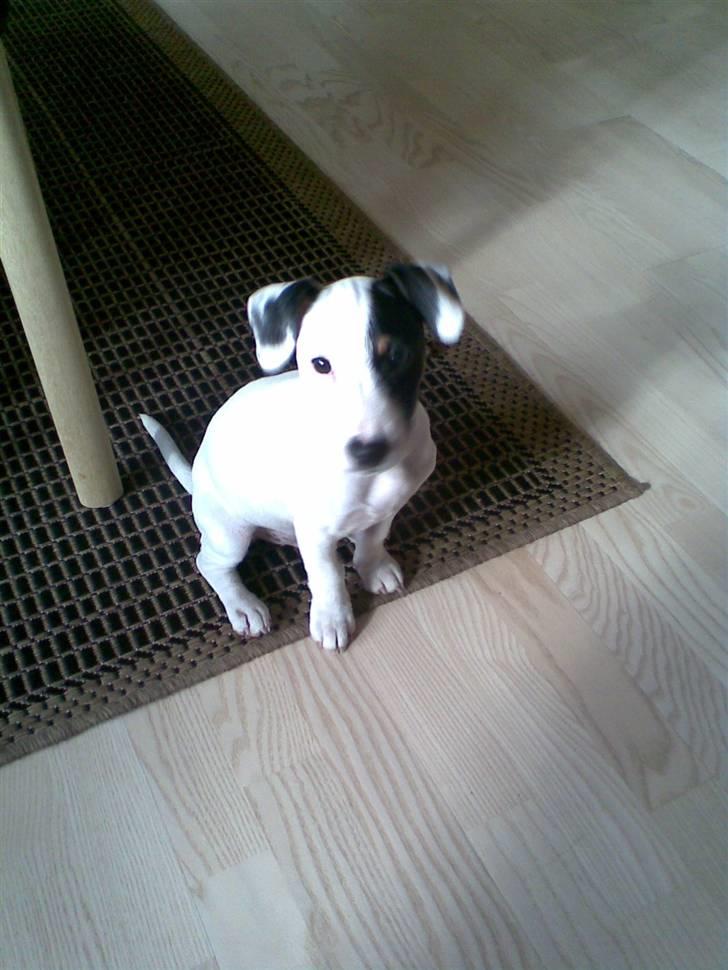 Jack russell terrier Felix - Lille og fræk!! billede 9