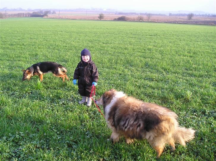 Schæferhund SENTA - Christian og jeg træner Nikki så den kan gå pæn billede 4