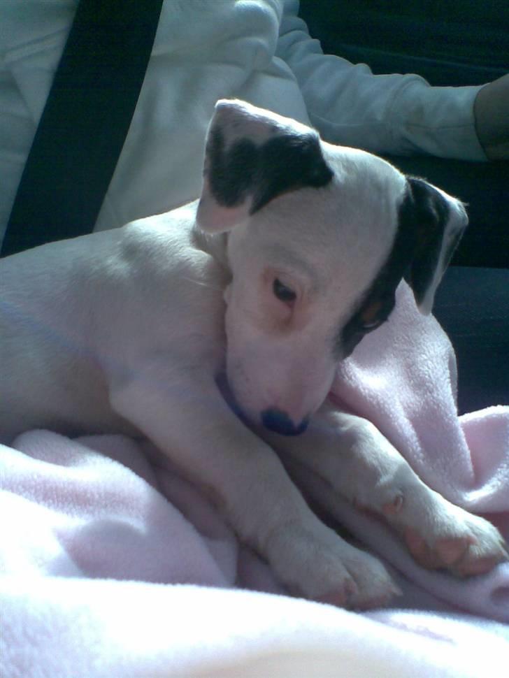 Jack russell terrier Felix billede 10