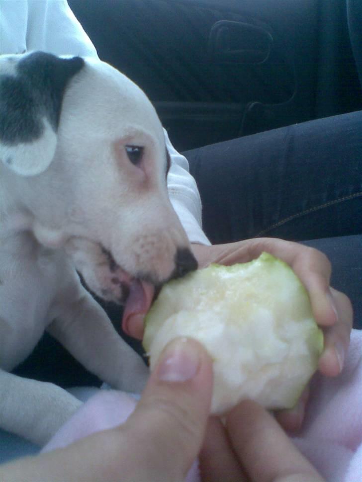 Jack russell terrier Felix - Endnu et pærebilled B) billede 11