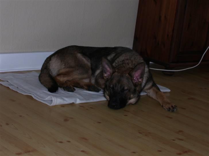 Schæferhund Kila - Cnn billede 4