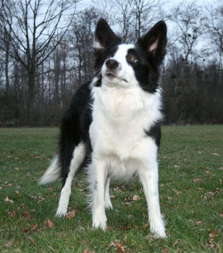 Border collie Mulan - Taget af Christine billede 19