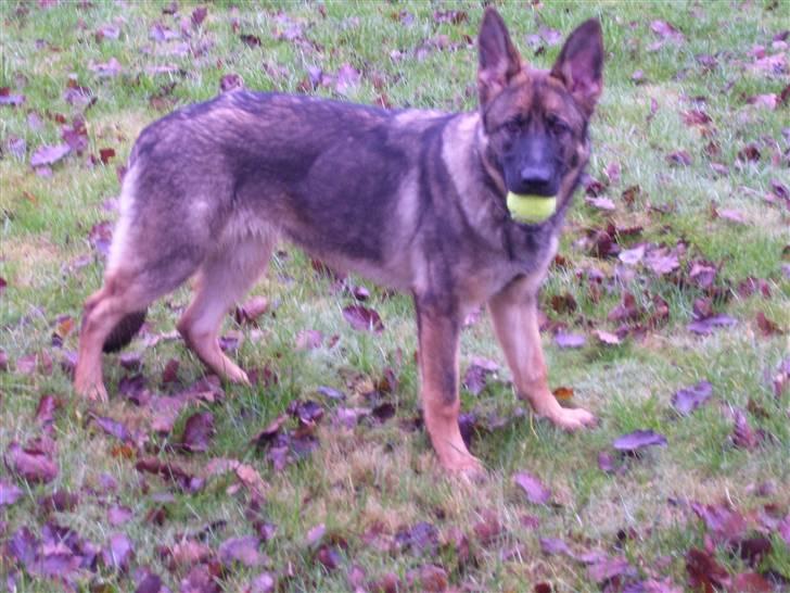 Schæferhund Kila - cnn billede 5