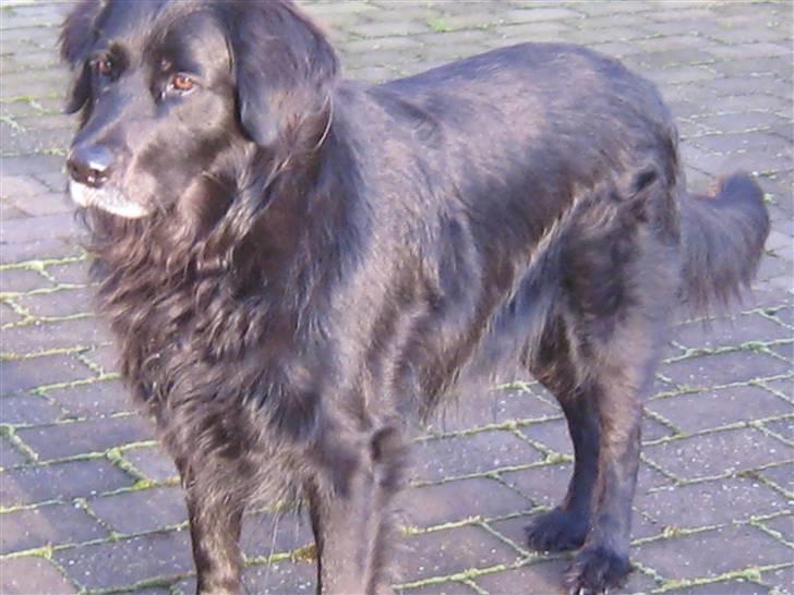 Blanding af racer Buster billede 5