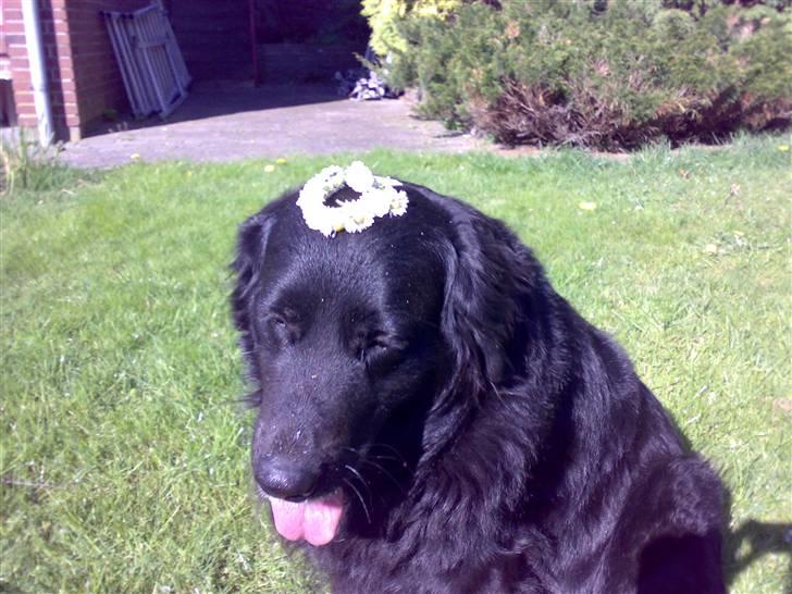 Blanding af racer Buster billede 14