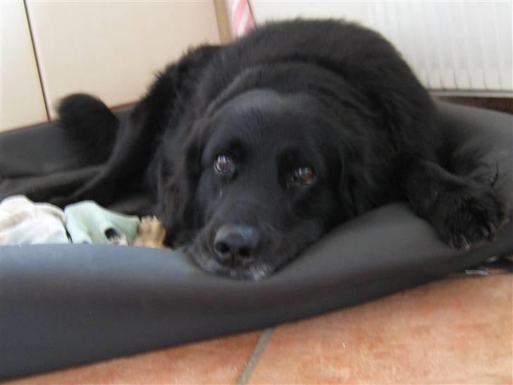 Blanding af racer Buster - Puttetid :) billede 8