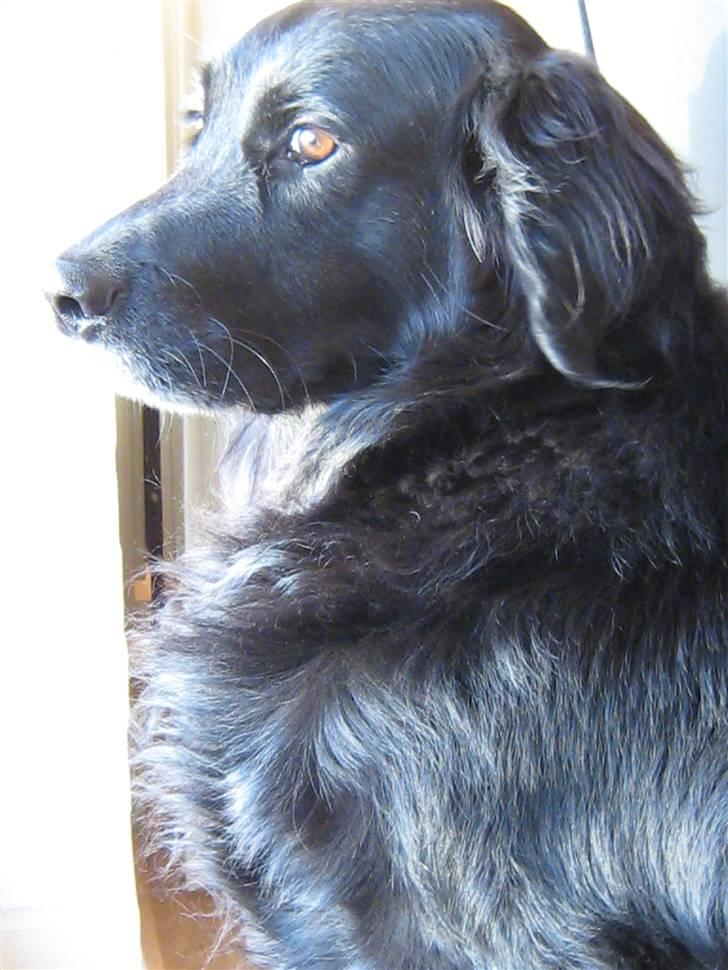 Blanding af racer Buster billede 13