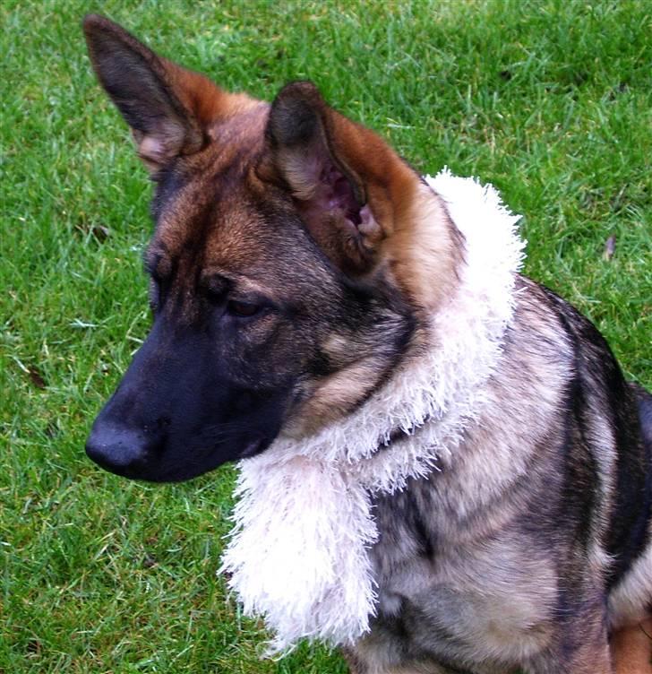 Schæferhund Kila - cnn billede 6