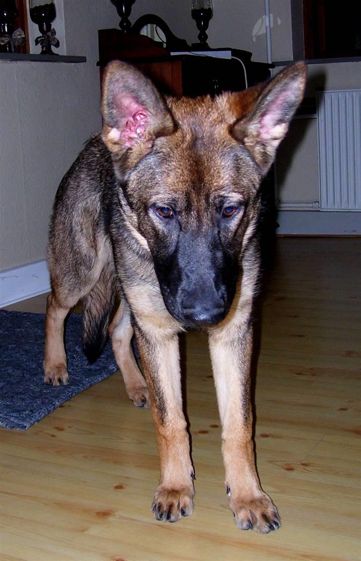 Schæferhund Kila - cnn billede 7