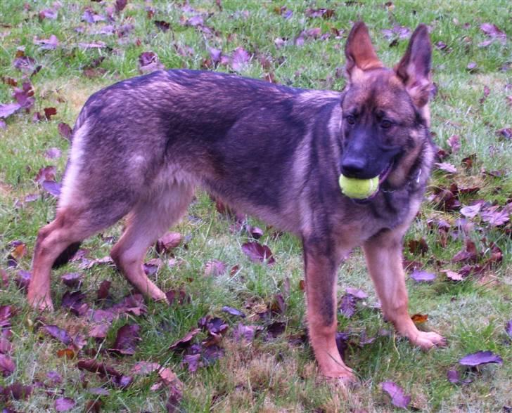 Schæferhund Kila - cnn billede 8