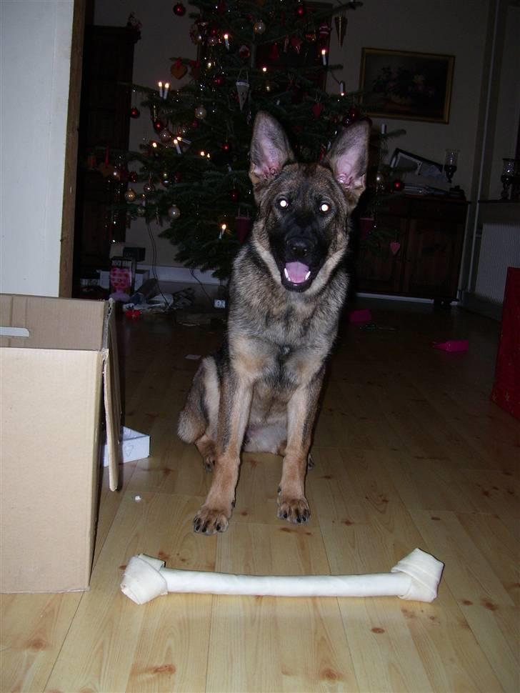 Schæferhund Kila - cnn billede 9